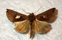 Autographa bractea