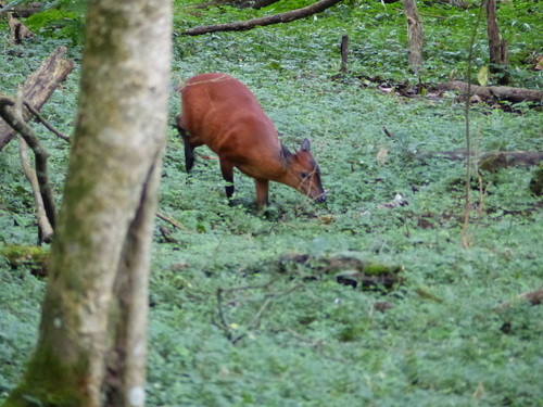 Cephalophorus harveyi