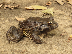Leptodactylus vastus