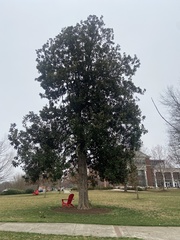 Magnolia grandiflora