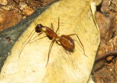 Camponotus ager