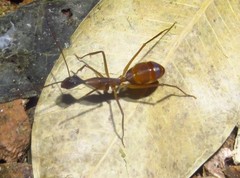 Camponotus ager