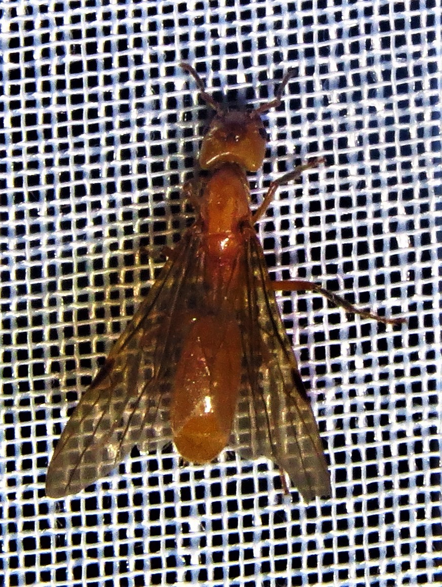 Azteca xanthochroa