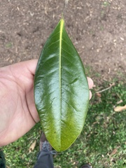 Magnolia grandiflora