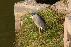 Nycticorax nycticorax