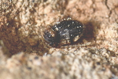 Ptinus bidens