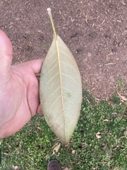Magnolia grandiflora