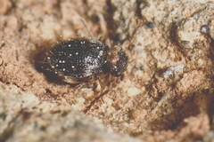 Ptinus bidens