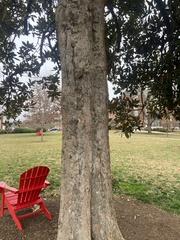 Magnolia grandiflora