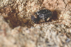 Ptinus bidens