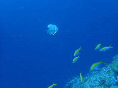 Caesio xanthonota