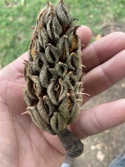 Magnolia grandiflora