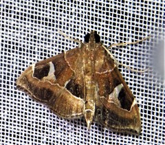 Lamprosema