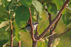 Neothraupis fasciata