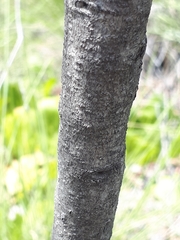 Euclea linearis