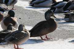 Anas rubripes × platyrhynchos