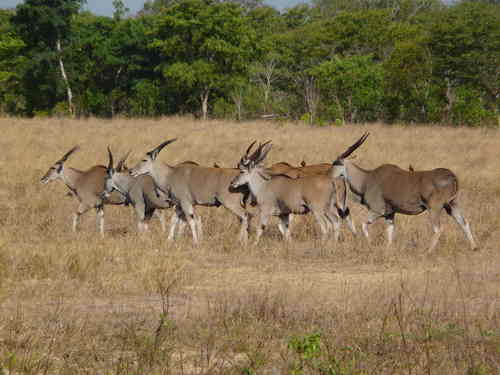 Tragelaphus oryx