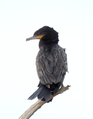 Nannopterum brasilianum