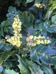 Berberis japonica