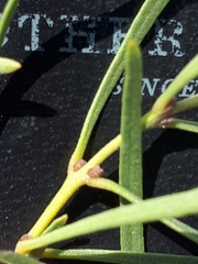 Euclea linearis