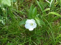 Calystegia spithamaea