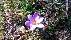 Crocus corsicus