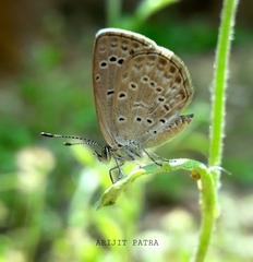 Pseudozizeeria maha
