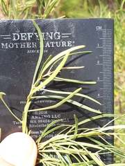 Euclea linearis