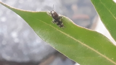 Neotridactylus