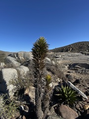 Yucca valida