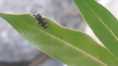 Neotridactylus