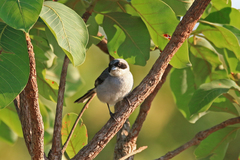 Neothraupis fasciata