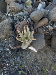 Dudleya albiflora