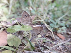 Pseudozizeeria maha