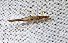 Neoxabea cerrojesusensis