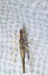 Neoxabea cerrojesusensis