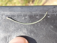 Euclea linearis