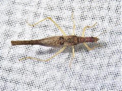 Neoxabea cerrojesusensis