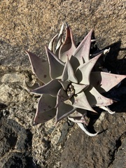 Dudleya gatesii