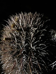 Ferocactus gracilis coloratus