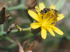 Launaea arborescens