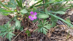 Geranium columbinum