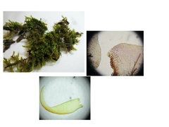 Hypnum curvifolium