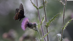 Papilio menatius victorinus