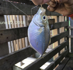 Chloroscombrus chrysurus