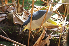 Nycticorax nycticorax image