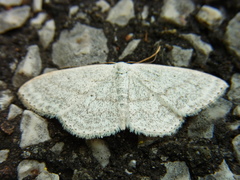 Scopula epiorrhoe