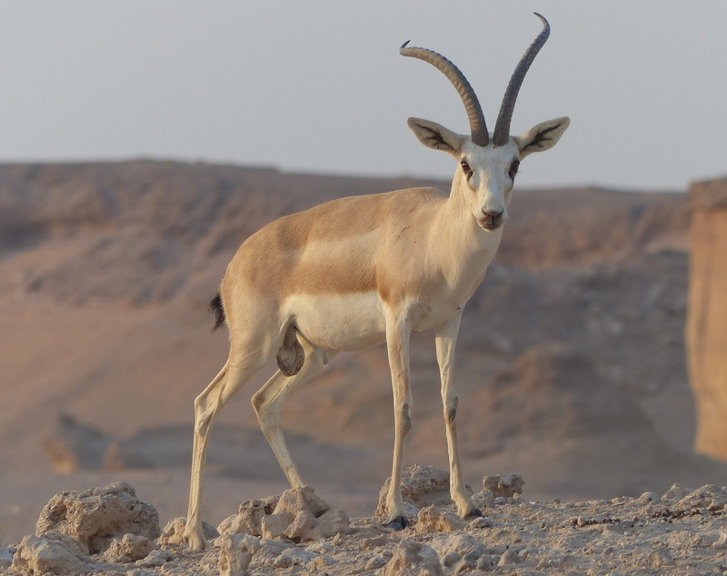 Sand Gazelle (Gazella marica) - Know Your Mammals