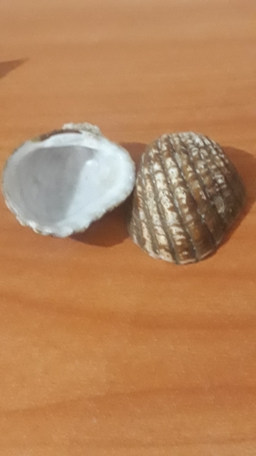 Cardites grayi