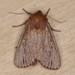 Brown Satyr Moth - Photo (c) Northern Rockies Research and Educational Services, some rights reserved (CC BY-NC), uploaded by Northern Rockies Research and Educational Services